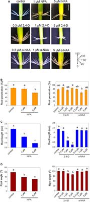 Polar Auxin Transport Determines Adventitious Root Emergence and Growth in Rice